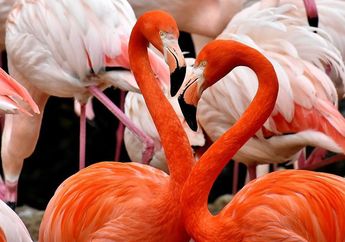 Dari Mana Asal Warna Pink dari Bulu Flamingo? Ini 4 Fakta Unik Flamingo