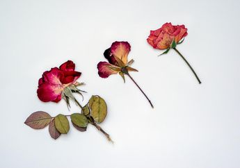 Materi Kelas 5 SD Tema 8, Apa Pengertian Herbarium?