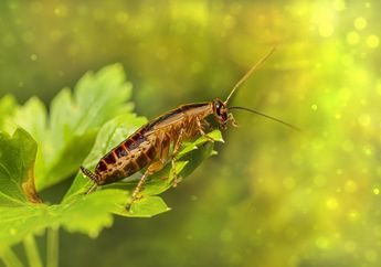 Kecoak Sering Muncul di Kamar Mandi? Coba Basmi dengan 7 Bahan Alami Ini