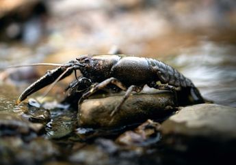 Benarkah Lobster Air Tawar Berganti Kulit Secara Berkala?