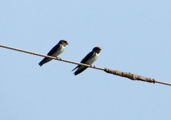Sarangnya Banyak Diincar, Ini 5 Fakta Menarik Burung Walet