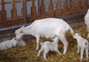 Kandungan Nutrisi dan Manfaat Susu Kambing Etawa bagi Kesehatan
