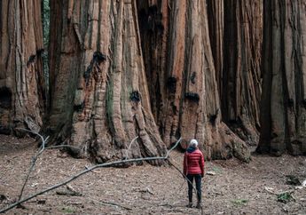 Pohon Terbesar di Dunia Terletak di California, Apa Namanya?