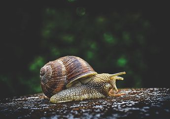 Baru Tahu! 7 Spesies Hewan Ini Dianggap Paling Pendiam, Ada yang Tak Punya Pita Suara