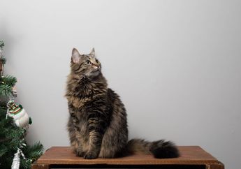 Bagaimana Cara Membiasakan Kucing Buang Kotoran di Kotak Pasir?