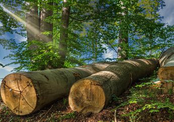 Contoh Soal dan Pembahasan Materi Penebangan Hutan secara Liar