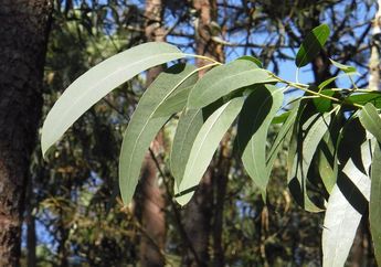 Mengenal Manfaat Daun Eucalyptus yang Memiliki Bau Wangi dan Segar