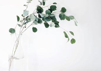 Apa Itu Daun Eucalyptus? Ini Penjelasannya