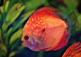 3 Fakta Ikan Red Devil yang Dilarang di Indonesia