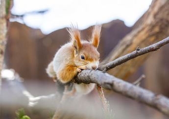 Jawab Soal Bahasa Inggris Materi 'Squirrel', Kelas VII SMP