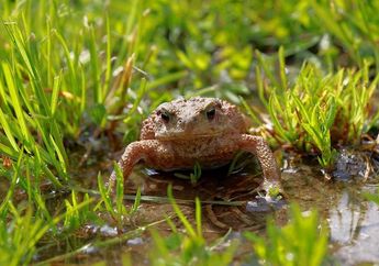 4 Macam Alat Pernapasan Katak