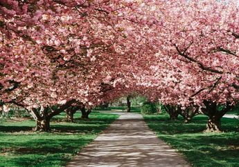Apa Arti Bunga Sakura bagi Masyarakat Jepang?