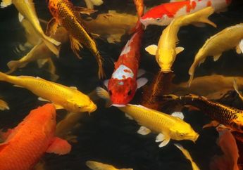 7 Idiom Bahasa Inggris Menggunakan Kata Fish atau Ikan dan Maknanya