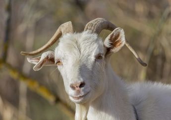 Apakah Kambing Termasuk Hewan Cerdas?