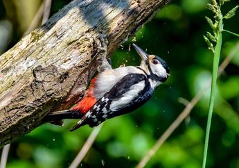 Suka Mematuk Pohon, Mengapa Burung Woodpecker Tidak Merasa Pusing?