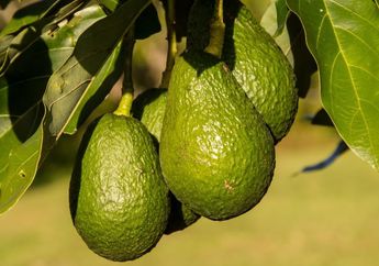 Mengenal Struktur Bagian Buah  pada Tumbuhan dan Masing-Masing Fungsinya