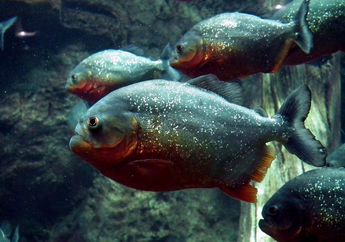 5 Hewan Unik di Sungai Amazon, Ada Ikan Piranha hingga Arapaima