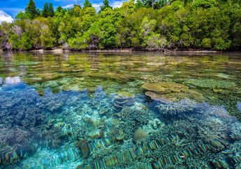 Berlibur ke Maluku Utara? Berikut 5 Tempat Wisata Populer di Halmahera Maluku Utara yang Menarik Dikunjungi