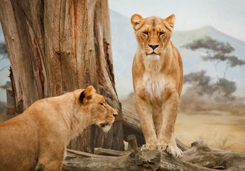 Perkawinan Singa Betina dan Harimau Jantan Menghasilkan Tigon, Apa Itu Tigon?