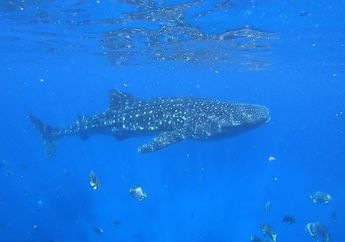 5 Tempat Wisata di Nabire yang Wajib Dikunjungi