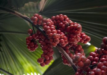 8 Contoh Flora Indonesia Bagian Timur, Salah Satunya Pohon Matoa