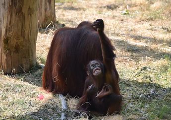 Fauna Langka Tipe Asiatis di Indonesia