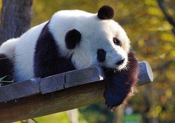 Punya Penampilan Menarik, Apa Fungsi Warna Hitam Putih pada Tubuh Panda?