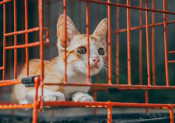 Cara Membersihkan Kandang Kucing, Ternyata Tak Cukup Pakai Sabun Saja!