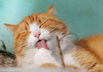 Benarkah Jamur Ringworm pada Kucing Dapat Menular ke Manusia? Ini Penjelasannya