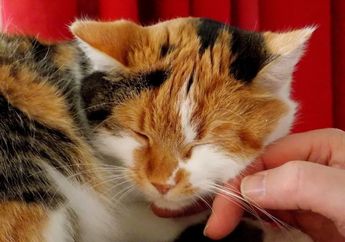 Apakah Jamur Ringworm Bisa Sembuh? Ini Cara Penyembuhan dan Obat Ringworm pada Manusia