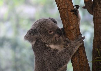 Tidur Hingga 22 Jam Sehari, Apakah Koala Punya Keahlian?