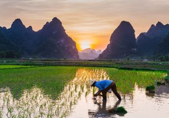 Apa yang Dimaksud dengan Lahan Sawah? Ini Pengertian dan Manfaat Sawah