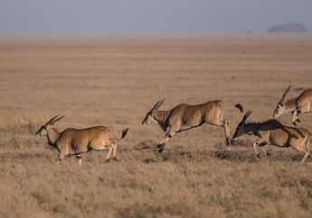 Apa Saja Organ Gerak Hewan Vertebrata di Air, Udara, dan Darat?