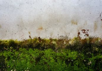 5 Cara Ampuh Bersihkan Lumut di Dinding dan Lantai Teras, Bisa Gunakan Sabun Cuci Piring