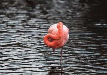6 Fakta Unik Flamingo, Warnanya Pink dan Punya Kaki Kecil yang Sangat Kuat
