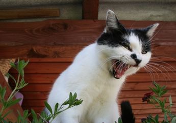 Mengapa Kucing Terus Mengeong? Ini 5 Hal yang Mungkin Menjadi Penyebabnya