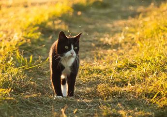 Benarkah Kucing Tidak Bersuara Ketika Berjalan?
