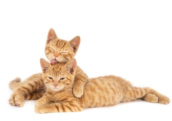 Apakah Ada Hari Kucing Sedunia?