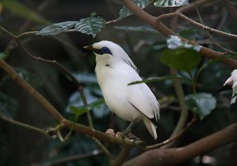 Burung Apa Saja yang Langka? Ini 7 Burung Indonesia yang Terancam Punah