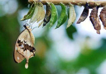 Baru Tahu! Ternyata Ini Caranya Ulat Buat Kepompong dan Apa yang Terjadi di Dalam Kepompong
