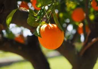 10 Makanan yang Mengandung Vitamin C,  Bantu Cegah Penyakit Kronis