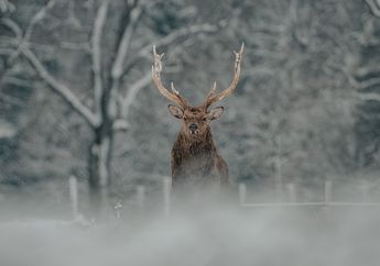Persebaran Vegetasi dan Fauna di Muka Bumi