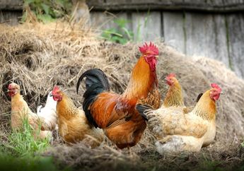 Faktor-Faktor yang Memengaruhi Pertumbuhan Ayam