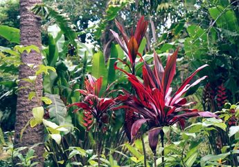 Contoh Tumbuhan yang Berkembang Biak dengan Cara Vegetatif dan Generatif