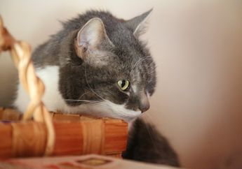 Jangan Panik, Berikut Pertolongan Pertama saat Kucing Keracunan
