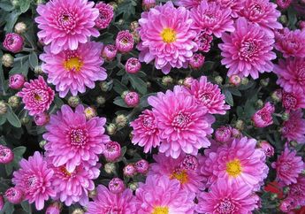 Suka Warna Pink? Ini 5 Jenis Bunga Pink yang Bisa Ditanam di Rumah