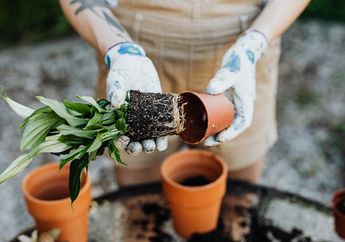 Ingin Akar Tanaman Hias agar Tetap Sehat dan Kuat? Ini 5 Tips Berkebun yang Perlu Dilakukan
