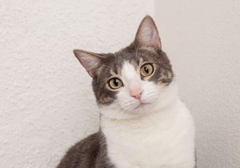 6 Aroma yang Tidak Disukai Kucing, Bisa Mencegah Kucing Pipis Sembarangan di Rumah