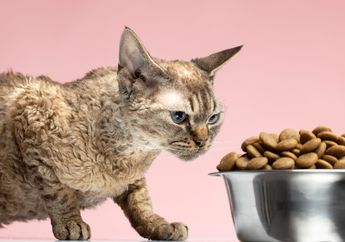 Jangan Berikan Lagi, Ini 8 Jenis Makanan yang Harus Dijauhkan dari Kucing Peliharaan