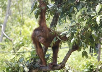 Ciri-Ciri Flora dan Fauna di Indonesia Bagian Barat
